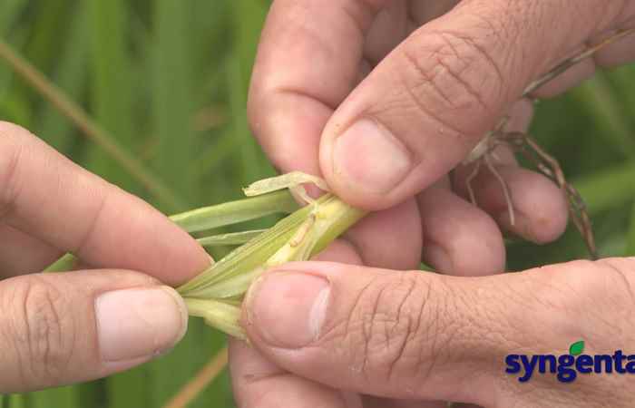 Syngenta và tôi: Filia - Voliam Targo: Dứt sạch đạo ôn, sâu đục thân và sâu cuốn lá (10-01-2023)